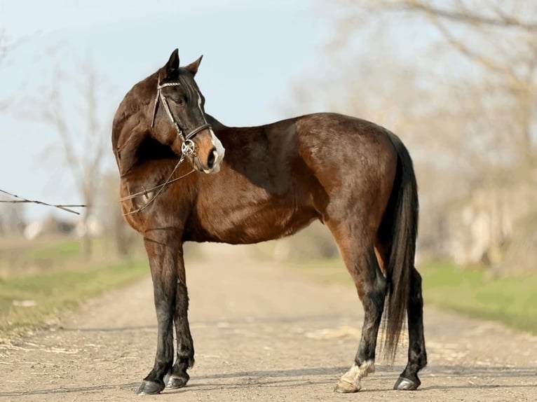 KWPN Croisé Hongre 9 Ans 174 cm Bai cerise in Lébény
