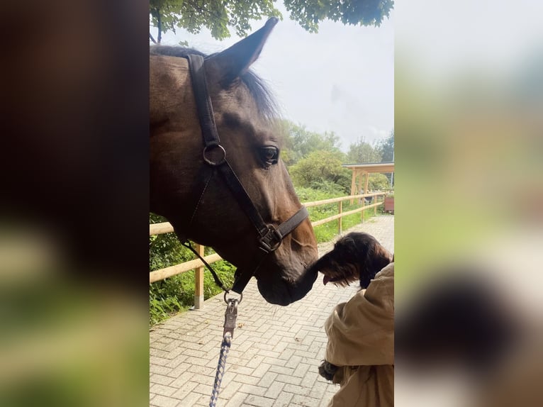 KWPN Hongre 9 Ans 174 cm Bai in Rheurdt