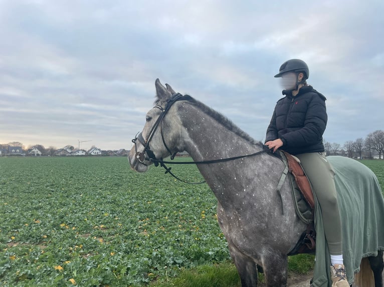 KWPN Hongre 9 Ans 174 cm Rouan bleu in ErkelenzErkelenz