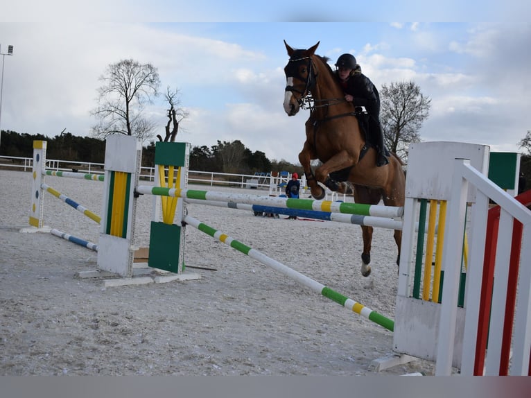 KWPN Hongre 9 Ans 175 cm Alezan in Pozna&#x144;