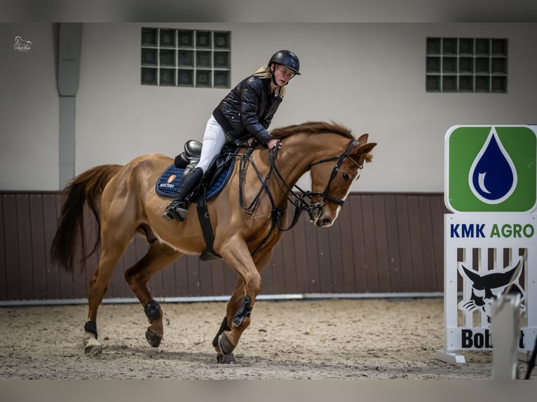 KWPN Hongre 9 Ans 175 cm Alezan in Pozna&#x144;