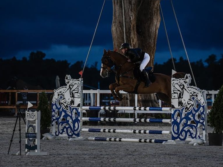 KWPN Hongre 9 Ans 175 cm Alezan in Pozna&#x144;