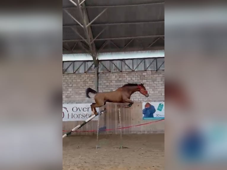 KWPN Hongre 9 Ans 175 cm Alezan in Pozna&#x144;