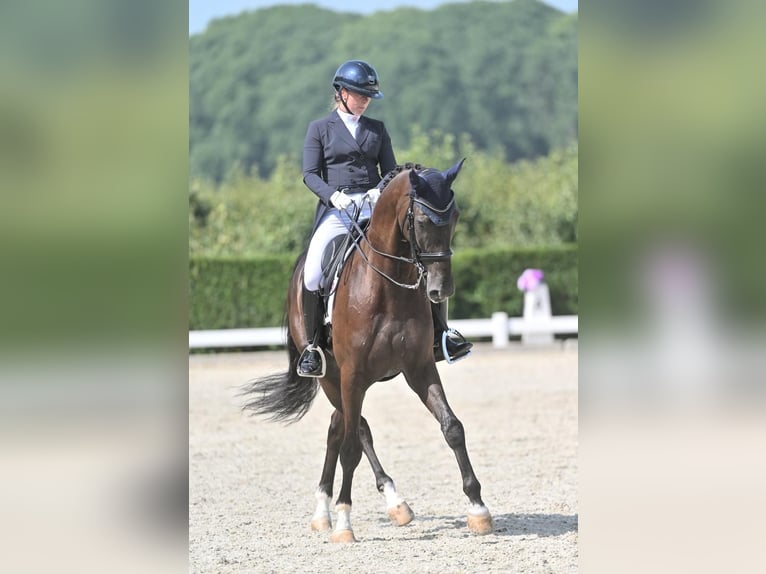 KWPN Hongre 9 Ans 175 cm Noir in Lierop