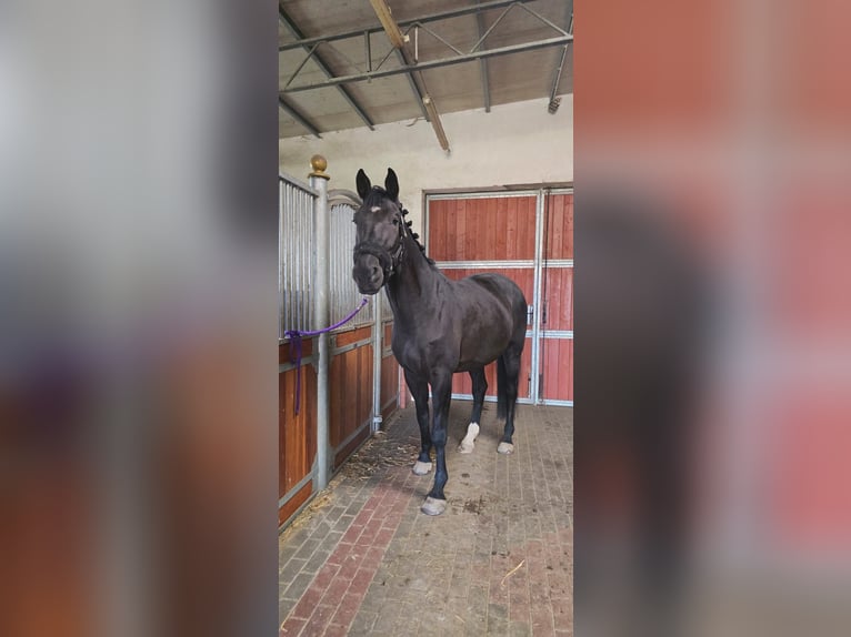 KWPN Hongre 9 Ans 175 cm Noir in Nowa Róża