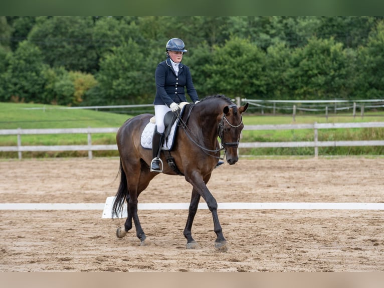 KWPN Hongre 9 Ans 178 cm Bai brun in Wolvega KWPN Hongre 9 Ans 178 cm Bai brun in Wolvega