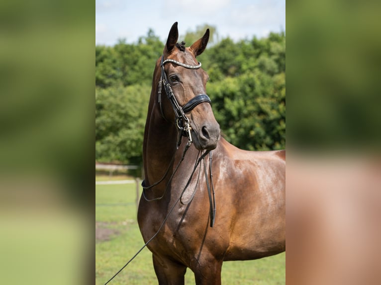 KWPN Hongre 9 Ans 178 cm Bai brun in Wolvega KWPN Hongre 9 Ans 178 cm Bai brun in Wolvega