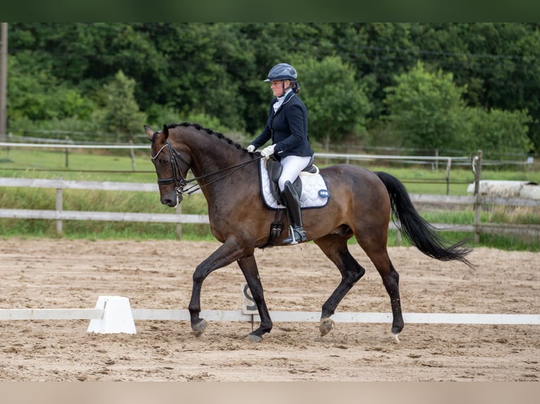 KWPN Hongre 9 Ans 178 cm Bai brun in Wolvega KWPN Hongre 9 Ans 178 cm Bai brun in Wolvega