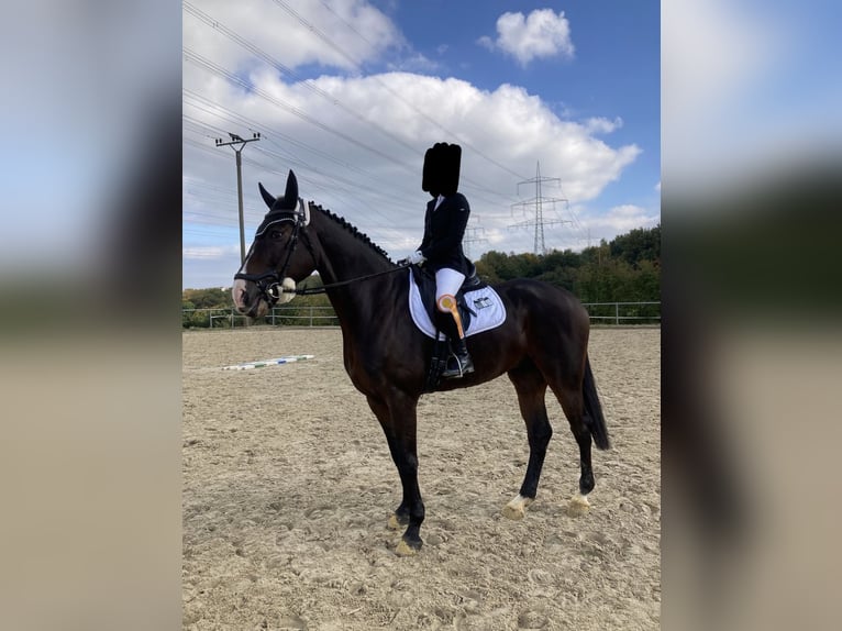 KWPN Hongre 9 Ans 179 cm Bai brun in Illingen
