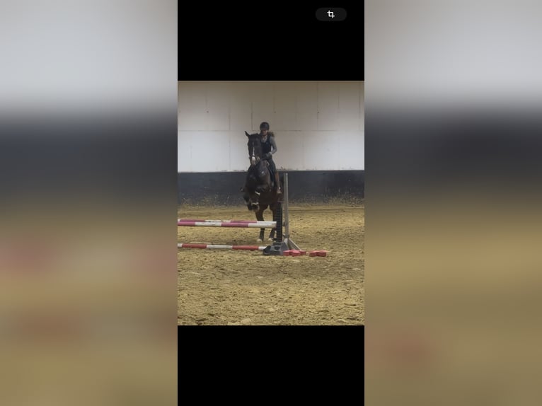 KWPN Hongre 9 Ans 179 cm Bai brun in Illingen