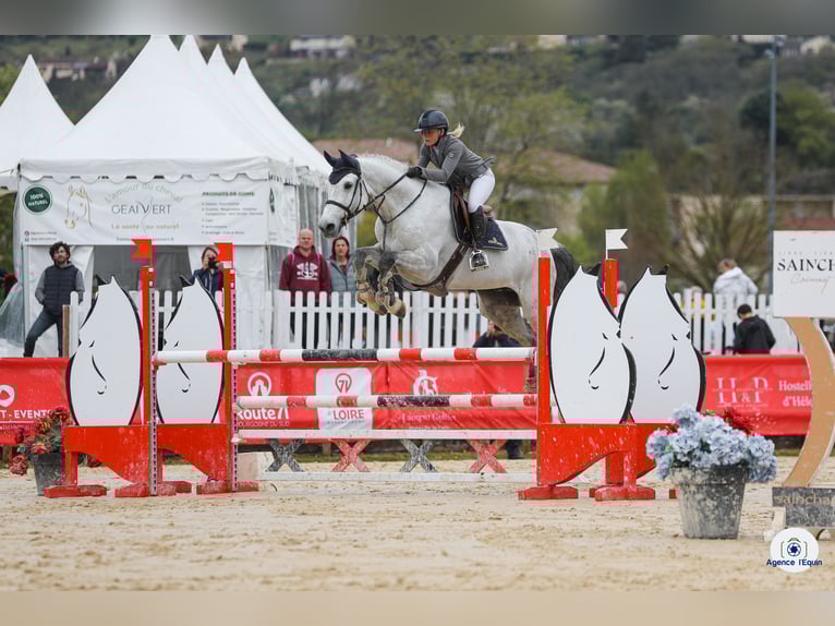 KWPN Hongre 9 Ans 180 cm Gris in Blanzy