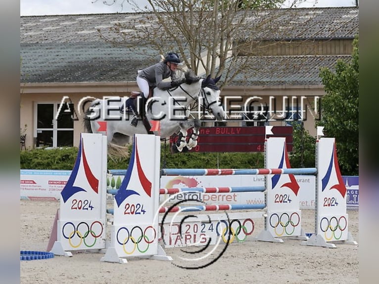 KWPN Hongre 9 Ans 180 cm Gris in Blanzy
