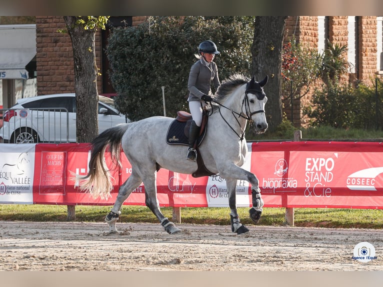 KWPN Hongre 9 Ans 180 cm Gris in Blanzy