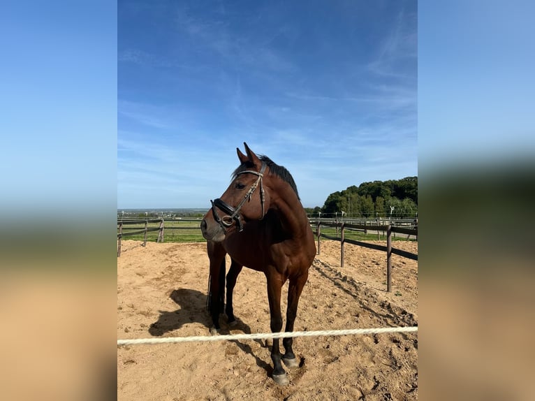 KWPN Hongre 9 Ans 182 cm Bai in Meckenheim