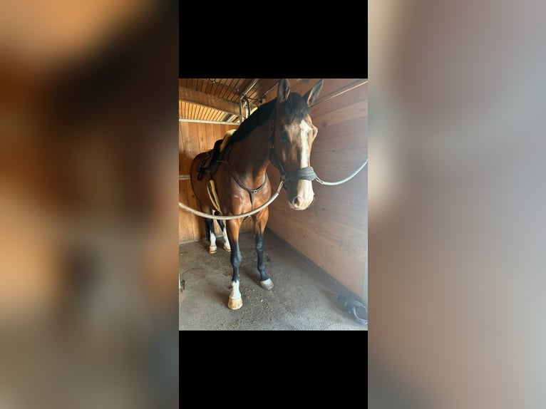 KWPN Hongre 9 Ans 185 cm Bai in Solothurn