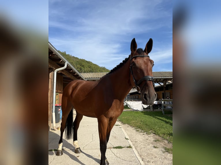 KWPN Hongre 9 Ans 190 cm Bai in Stattegg
