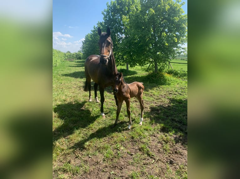 KWPN Inconnu 17 Ans 170 cm Bai brun foncé in Emmer-Compascuum