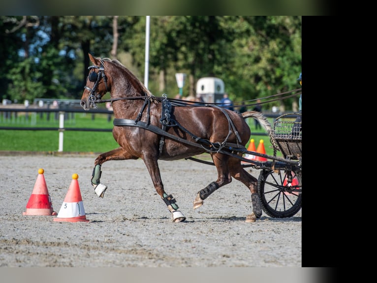 KWPN Jument 10 Ans 160 cm Alezan in Dronryp