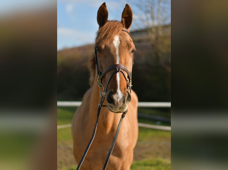 KWPN Jument 10 Ans 162 cm Alezan in Geilenkirchen