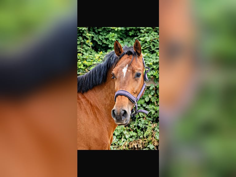 KWPN Jument 10 Ans 162 cm Bai in Datteln