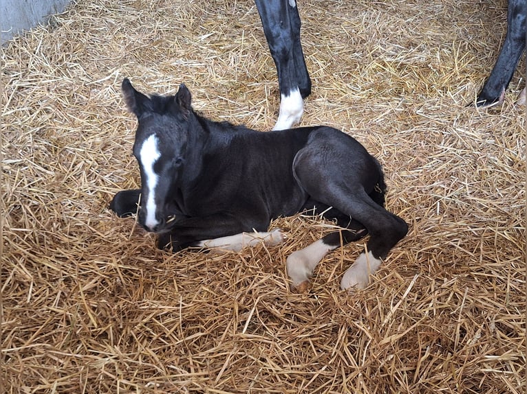 KWPN Jument 10 Ans 162 cm Noir in Aldenhoven