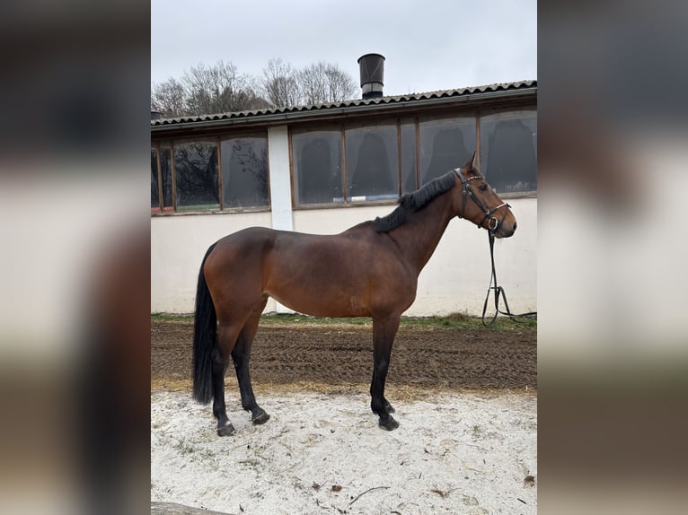 KWPN Jument 10 Ans 163 cm Bai in Jeging