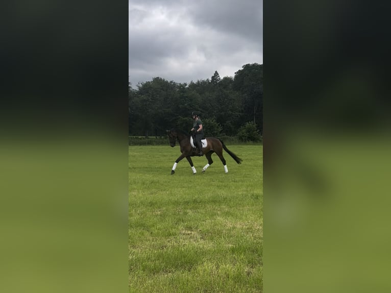 KWPN Jument 10 Ans 163 cm Bai in Hengelo (Gld)