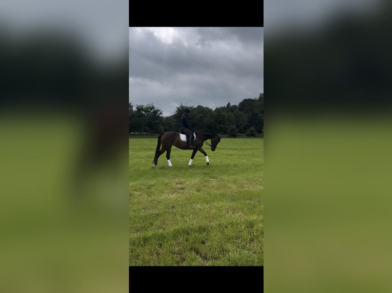 KWPN Jument 10 Ans 163 cm Bai in Hengelo (Gld)