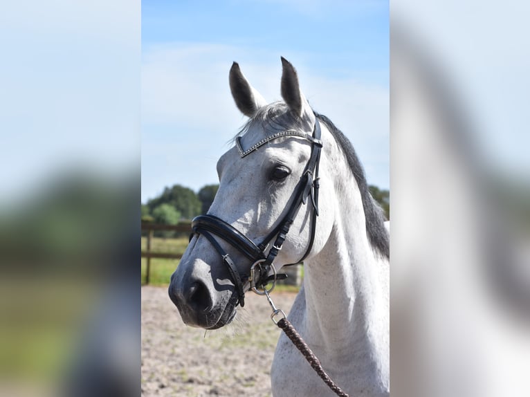 KWPN Jument 10 Ans 163 cm Gris in Achtmaal