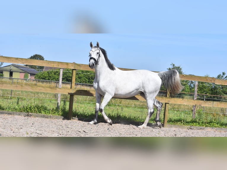 KWPN Jument 10 Ans 163 cm Gris in Achtmaal