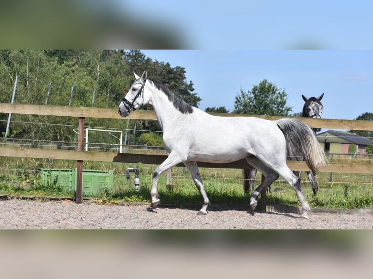 KWPN Jument 10 Ans 163 cm Gris in Achtmaal