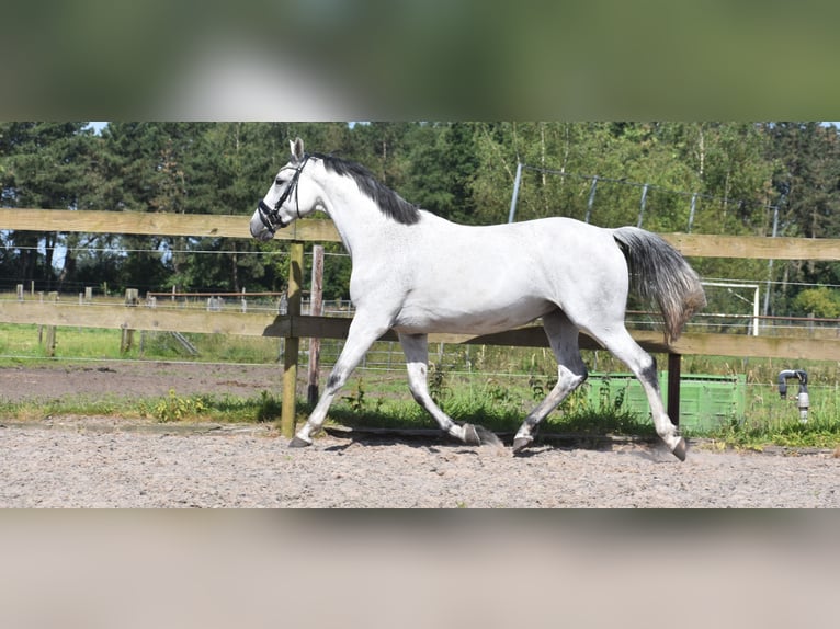 KWPN Jument 10 Ans 163 cm Gris in Achtmaal