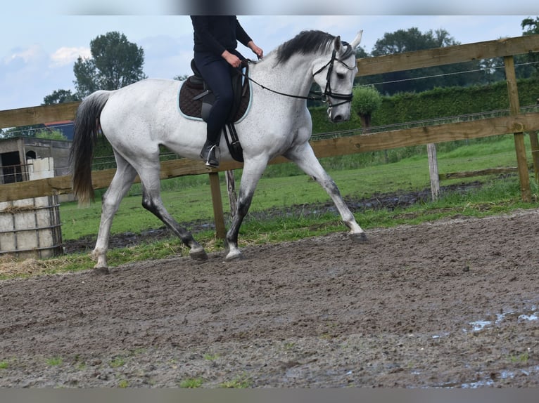 KWPN Jument 10 Ans 163 cm Gris in Achtmaal