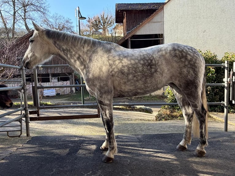 KWPN Jument 10 Ans 163 cm Gris pommelé in Wintersingen