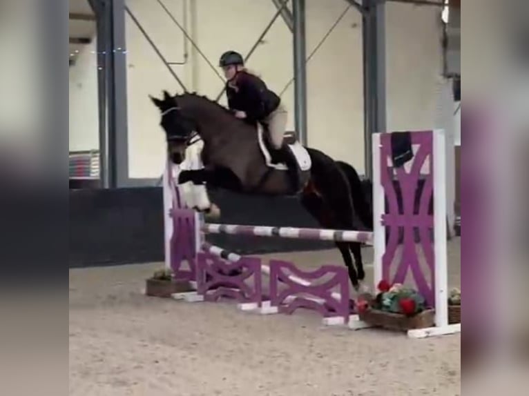 KWPN Jument 10 Ans 163 cm Noir in Nettetal