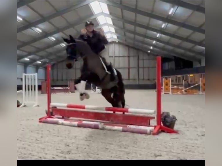 KWPN Jument 10 Ans 163 cm Noir in Nettetal