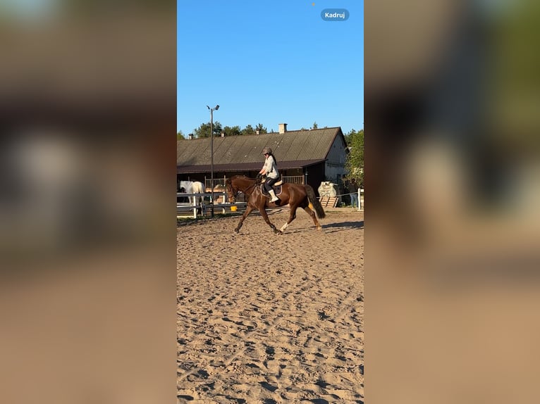 KWPN Jument 10 Ans 165 cm Alezan brûlé in Kowalicha