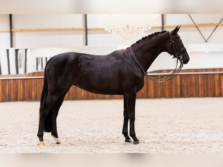 KWPN Jument 10 Ans 165 cm Bai brun in Kwadijk