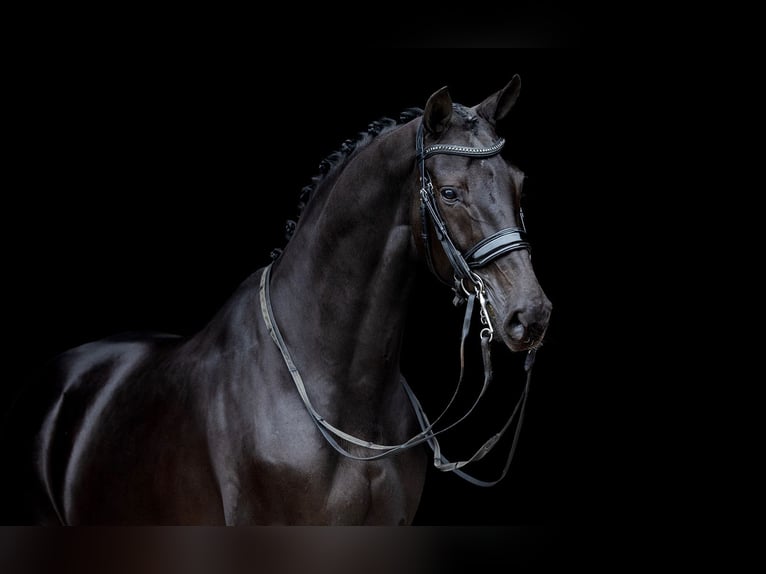 KWPN Jument 10 Ans 165 cm Bai brun in Kwadijk