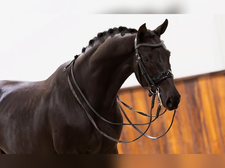 KWPN Jument 10 Ans 165 cm Bai brun in Kwadijk