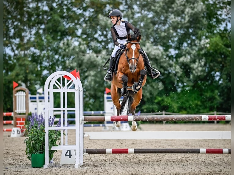 KWPN Jument 10 Ans 165 cm Bai in Buttisholz