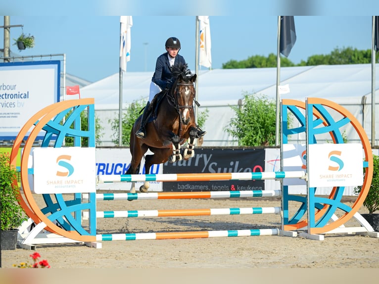 KWPN Jument 10 Ans 165 cm in Delft