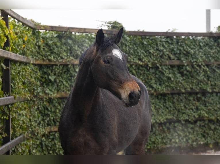 KWPN Jument 10 Ans 165 cm  in Waddinxveen