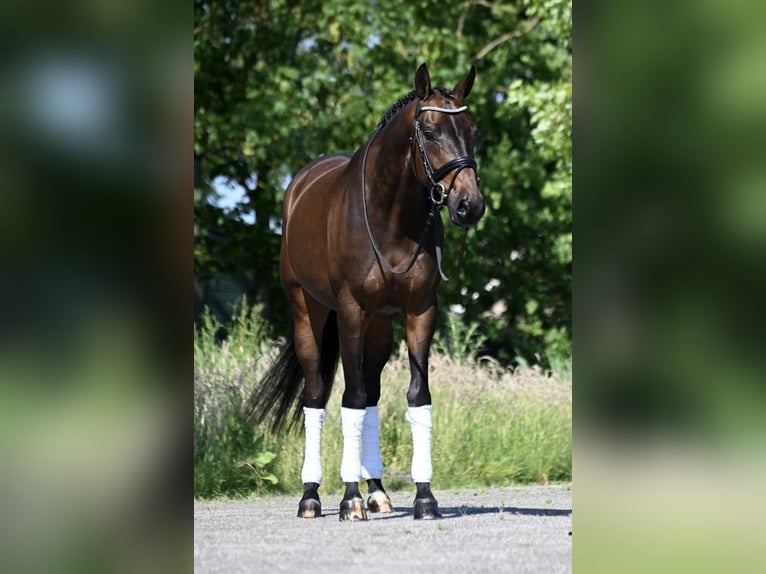 KWPN Jument 10 Ans 166 cm Bai brun in Haarle
