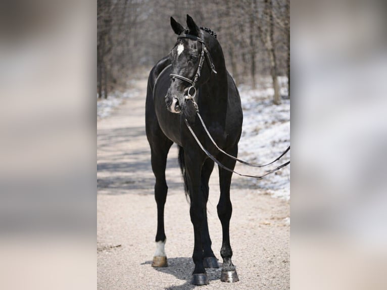 KWPN Jument 10 Ans 166 cm Noir in Gyula