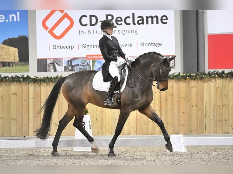 KWPN Jument 10 Ans 167 cm Bai brun in Aalten