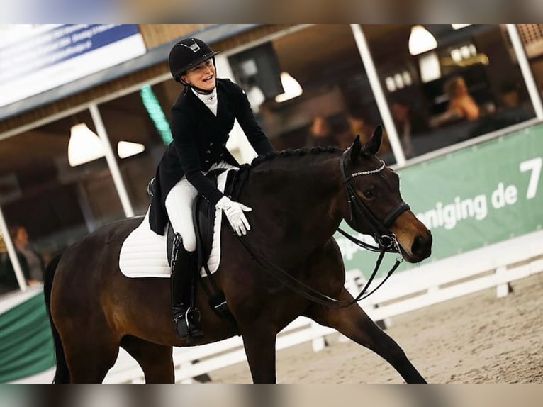 KWPN Jument 10 Ans 167 cm Bai brun in Aalten
