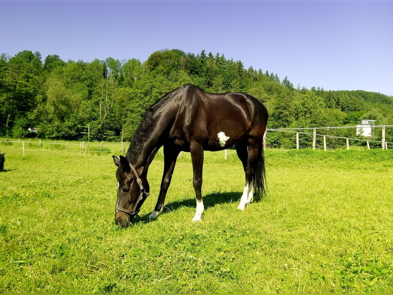 KWPN Jument 10 Ans 168 cm Bai brun foncé in Kirchheim