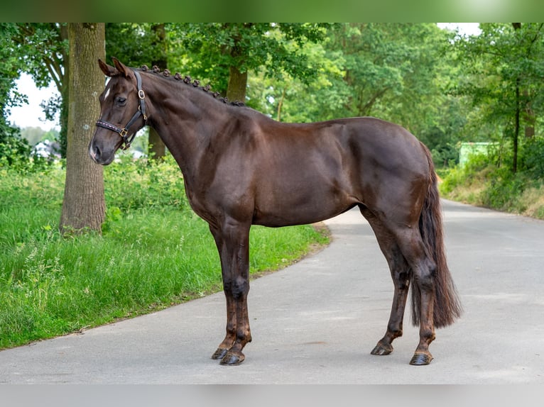 KWPN Jument 10 Ans 169 cm Alezan in Kaldenkirchen