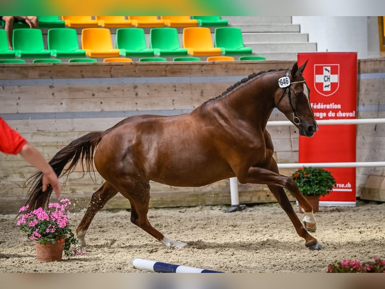 KWPN Jument 10 Ans 170 cm Alezan brûlé in Bellelay
